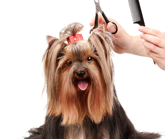 FashionDog - Стрижка