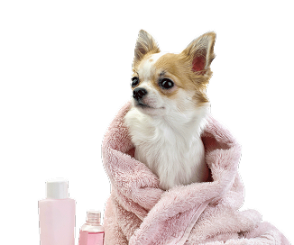 FashionDog - Гингиена